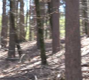 Waldkulturerbe Neuweiler Viehweide