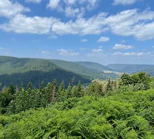 Wandern Bannwald Baiersbronn