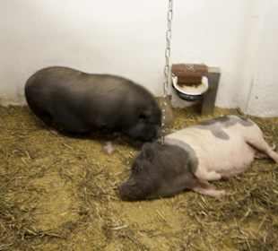 Thüringer Zoopark Erfurt 