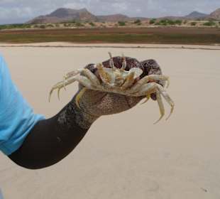 Krabbe Strand Santa Monica