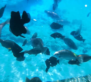 Schnorcheln Sahl Hasheesh