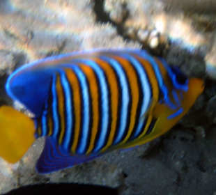 Unterwasserwelt des Riffs