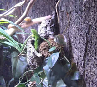 Südamerika Bereich - Löwenhaus