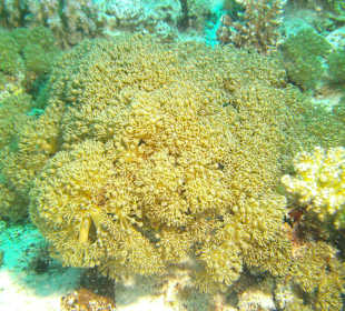 Tauchen bei der DC über Oototo Holiday Service gebucht