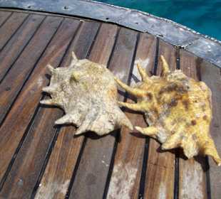 Sie kamen sofort wieder ins Wasser