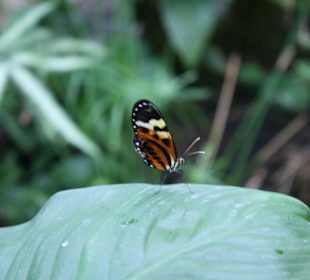 Kleiner, graziler Falter