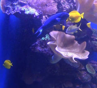 Palma Aquarium
