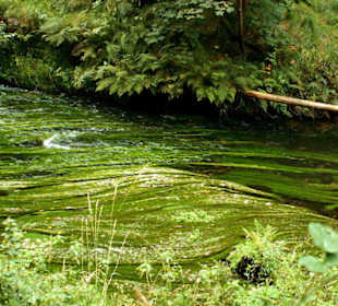 Wasserpflanzen im Kamnitzbach (Wilde Klamm)