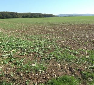 Kelten-Erlebnis-Pfad Erkenbrechtsweiler