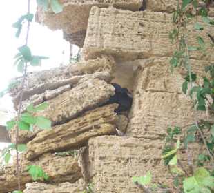 Taubennest in einer Ruine