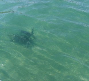Schildkröte im Meer