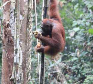 Orang Utan