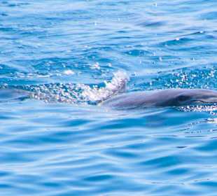 Delfine pur