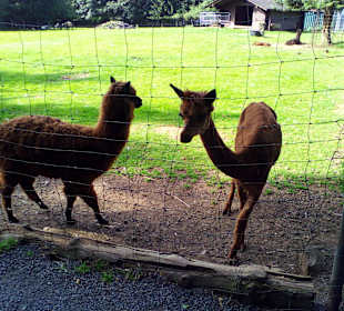 Der neue Wildpark in Bad Marienberg