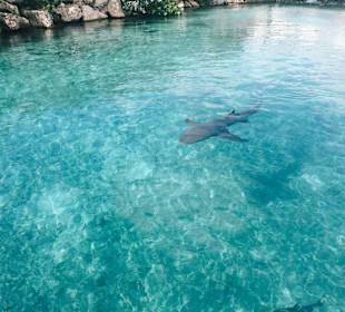 Curacao Sea-Aquarium