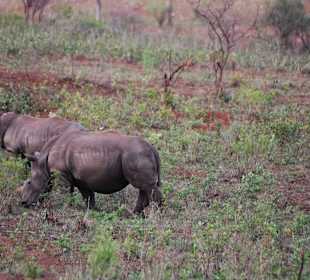 Nashorn