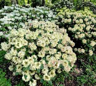 Spaziergang durch den Rhododendronpark im Mai