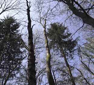 Waldlehrpfad an der Lauter