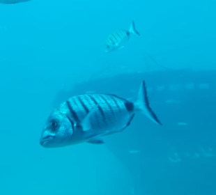Submarine Safari