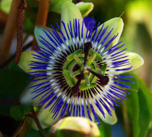 Sehr schöne Blüten