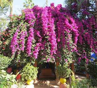Eindrücke aus dem Jardin Majorelle Garten