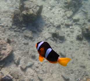 Unterwasserwelt Musandam