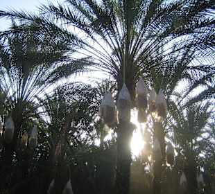 Datteln kurz vor der Ernte im Oktober 2012