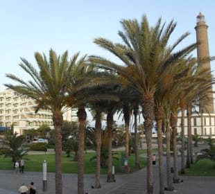 Palmenallee