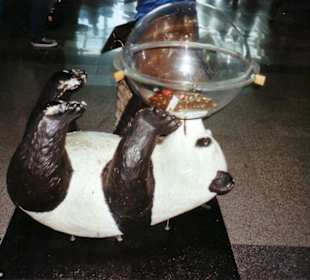Flughafens Panda