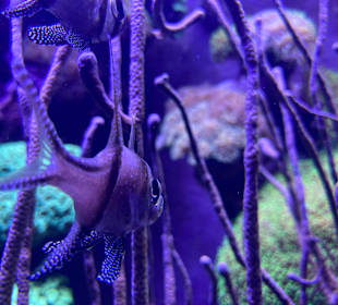 Aquazoo Löbbecke Museum Düsseldorf