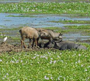 Yala Nationalpark