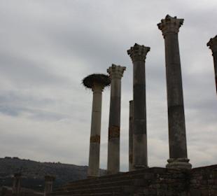 Wohnstatt für Störche