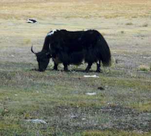 Yak im Gorkhi Terelj Nationalpark
