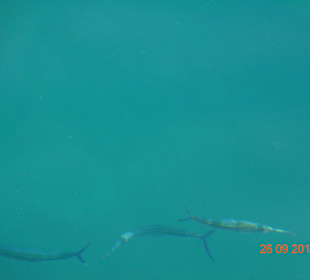 Schnorcheln Hurghada