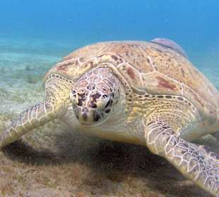 Schnorcheln Abu Dabbab