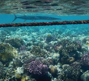 Hoteleigene Riff direkt am Strand