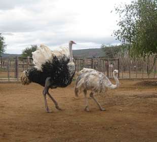 Straußenfarm