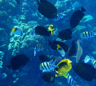 Fische im Naturschutzpark