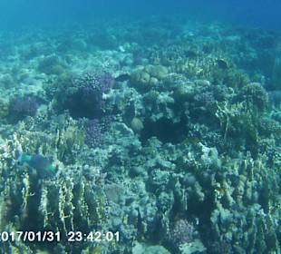 Schnorcheln Makadi Bay