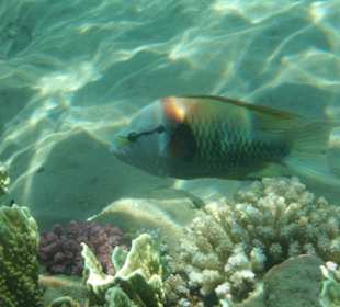 Stülpmaulfisch  männlich