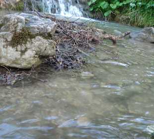 Perspektywa