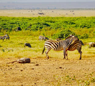 Zebraeltern beobachten das Umfeld
