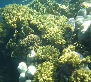 Korallengarten im Außenriff