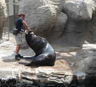 Aquarium L’Oceanogràfic