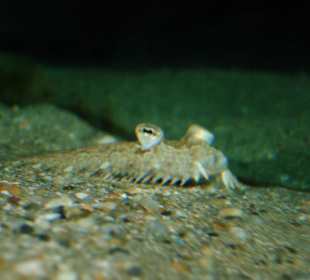 Im Meereskundemuseum