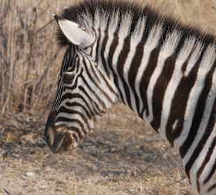 Etosha