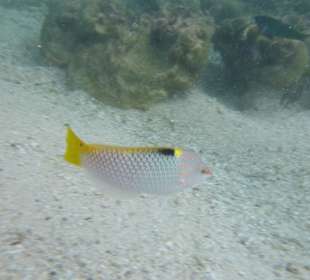 Schnorcheln Bel Ombre