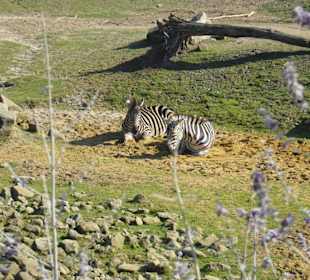Zebras in der Savanne...
