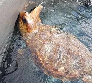 Schildkröten-Aufzuchtstation
