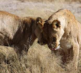 Amboseli Nationalpark